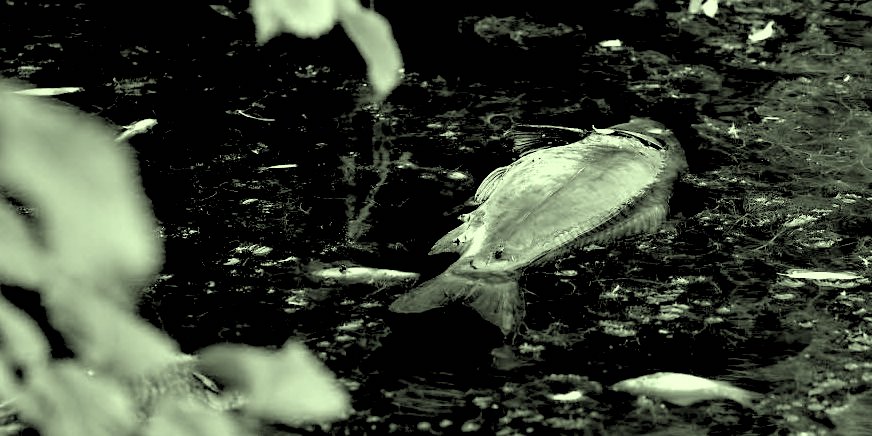 Der Fischkrimi – Teil 1