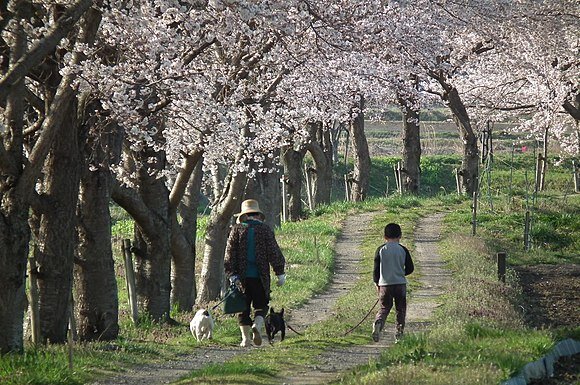 580px-Walk_under_the_cherry_tree_Muko-River_サクラの木下の散歩（武庫川上流）_DSCF0228☆.JPG